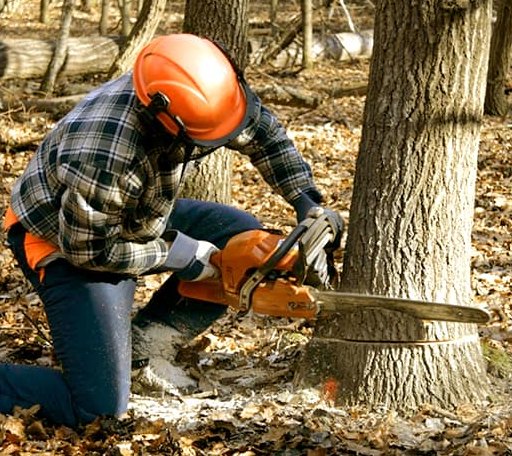 Tree Removal in Goldonna, LA